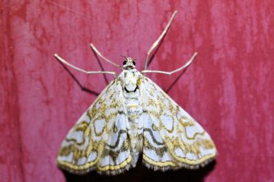 <i>Elophila nymphaeata</i>
