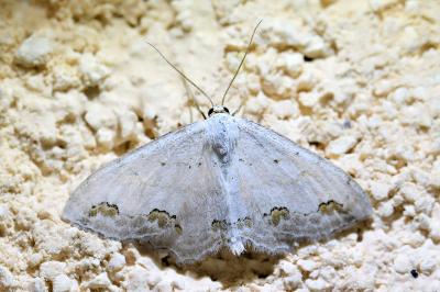 <i>Scopula ornata</i>