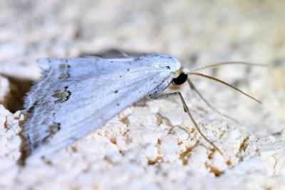 <i>Scopula ornata</i>
