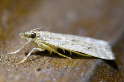 <i>Eudonia pallida</i>