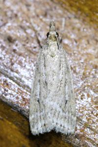 <i>Eudonia pallida</i>