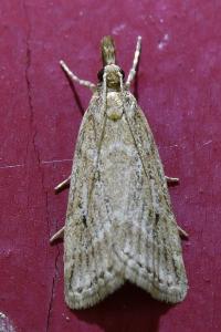 <i>Eudonia pallida</i>