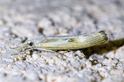 <i>Agriphila geniculea</i>