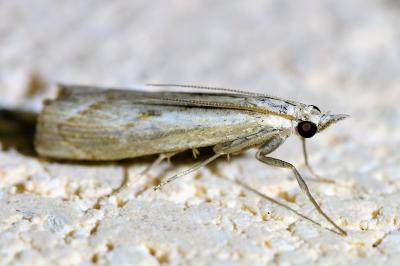 <i>Agriphila geniculea</i>