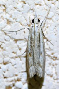 <i>Agriphila geniculea</i>