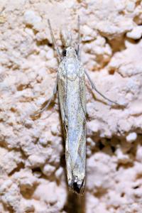 <i>Agriphila geniculea</i>