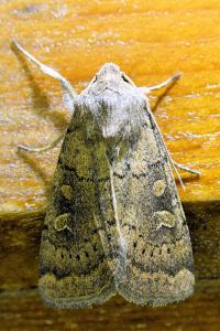 <i>Xestia xanthographa</i>