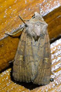 <i>Xestia xanthographa</i>