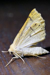 <i>Crocallis elinguaria</i>