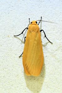 <i>Wittia sororcula</i>