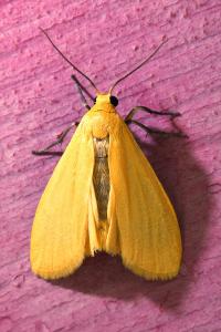 <i>Wittia sororcula</i>