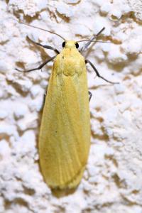 <i>Wittia sororcula</i>
