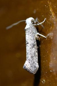 <i>Paraswammerdamia albicapitella</i>