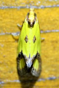 <i>Agapeta zoegana</i>