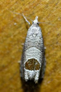 <i>Notocelia uddmanniana</i>