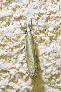 <i>Crambus pascuella</i>