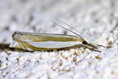 <i>Crambus pascuella</i>