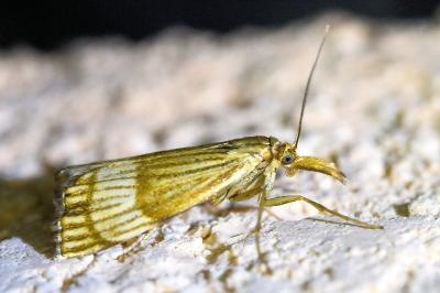<i>Chrysocrambus linetella</i>