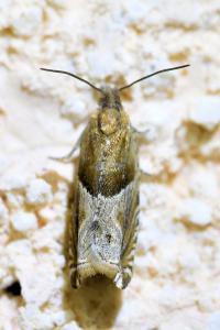 <i>Ancylis comptana</i>