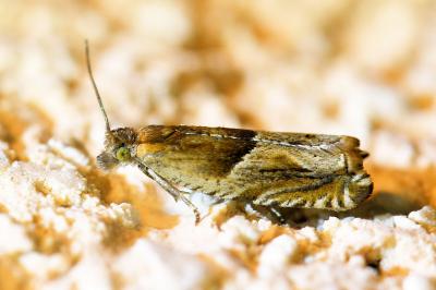 <i>Ancylis comptana</i>