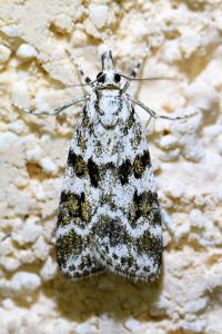<i>Eudonia delunella</i>
