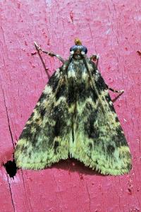 <i>Aglossa caprealis</i>