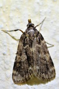 <i>Aglossa caprealis</i>