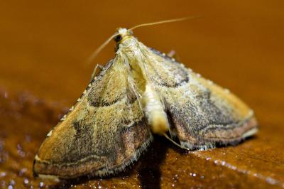 <i>Endotricha flammealis</i>