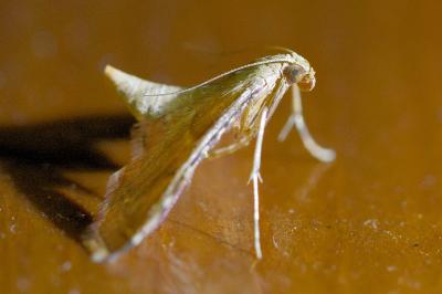 <i>Endotricha flammealis</i>