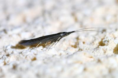 <i>Coleophora</i>