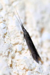 <i>Coleophora</i>
