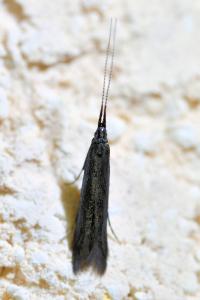 <i>Coleophora</i>