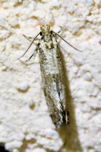 <i>Morophaga choragella</i>