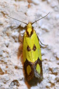 <i>Agapeta zoegana</i>