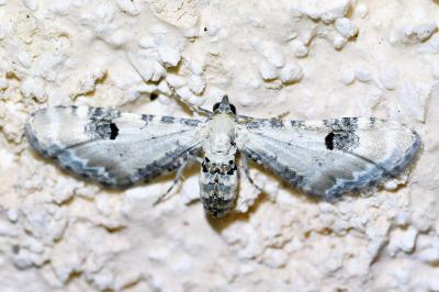 <i>Eupithecia centaureata</i>