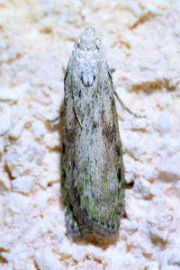 <i>Aphomia sociella</i>