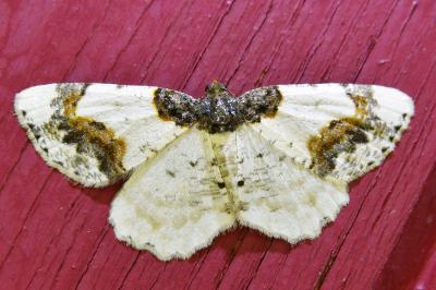 <i>Ligdia adustata</i>