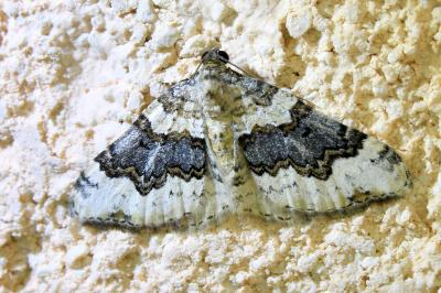 <i>Epirrhoe galiata</i>
