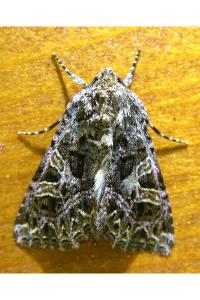<i>Sideridis rivularis</i>