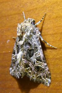 <i>Sideridis rivularis</i>