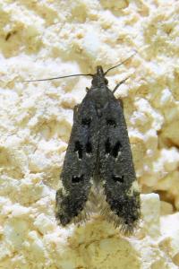 <i>Dichomeris alacella</i>
