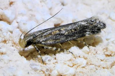 <i>Aroga velocella</i>