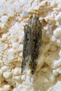 <i>Aroga velocella</i>