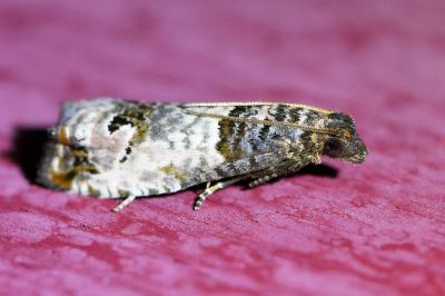 <i>Notocelia roborana</i>