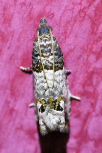 <i>Notocelia roborana</i>
