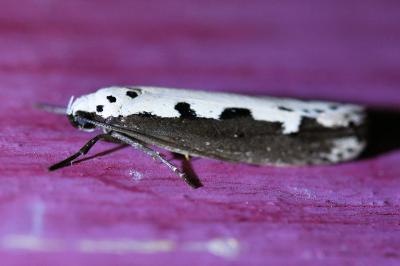 <i>Ethmia bipunctella</i>