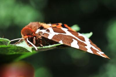 <i>Arctia caja</i>