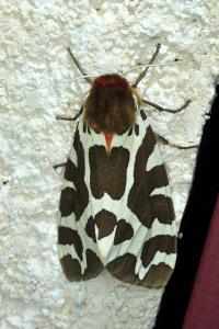 <i>Arctia caja</i>