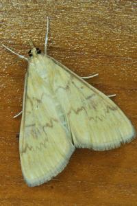 <i>Ostrinia nubilalis</i>