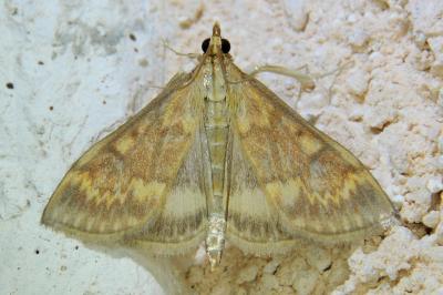 <i>Ostrinia nubilalis</i>